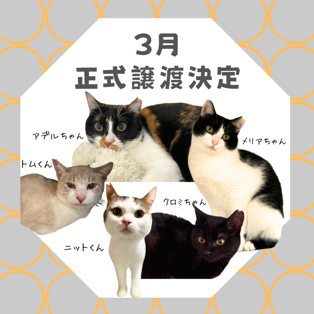 保護猫カフェ西淀川,保護猫カフェ大阪市,猫カフェ西淀川,猫カフェ大阪市,保護猫カフェ,猫カフェ,西淀川区,大阪市,大阪,日本猫里親募集,街ねこ大阪市,街ねこ,地域ねこ大阪市,地域ねこ,hanta,