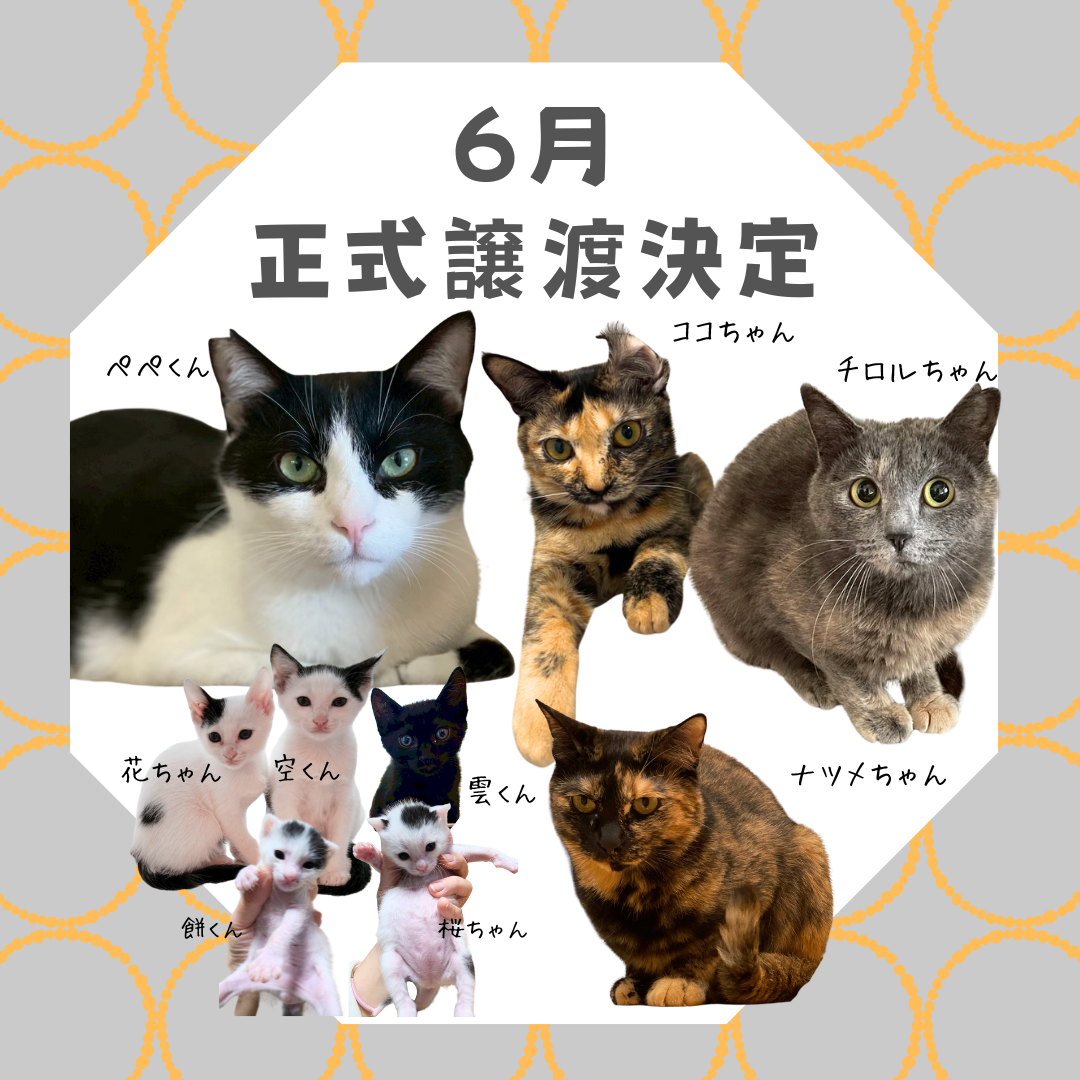 保護猫カフェ西淀川,保護猫カフェ大阪市,猫カフェ西淀川,猫カフェ大阪市,保護猫カフェ,猫カフェ,西淀川区,大阪市,大阪,日本猫里親募集,街ねこ大阪市,街ねこ,地域ねこ大阪市,地域ねこ,hanta,
