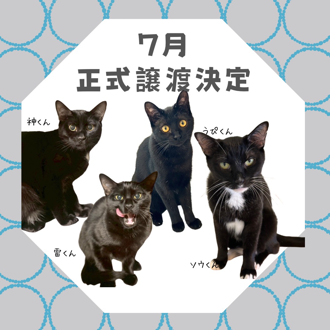 保護猫カフェ西淀川,保護猫カフェ大阪市,猫カフェ西淀川,猫カフェ大阪市,保護猫カフェ,猫カフェ,西淀川区,大阪市,大阪,日本猫里親募集,街ねこ大阪市,街ねこ,地域ねこ大阪市,地域ねこ,hanta,