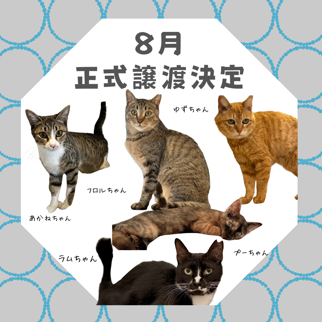 保護猫カフェ西淀川,保護猫カフェ大阪市,猫カフェ西淀川,猫カフェ大阪市,保護猫カフェ,猫カフェ,西淀川区,大阪市,大阪,日本猫里親募集,街ねこ大阪市,街ねこ,地域ねこ大阪市,地域ねこ,hanta,